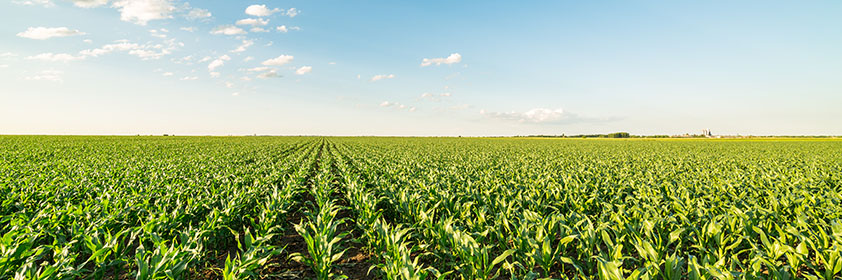 Field crops