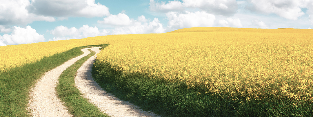 Canola field