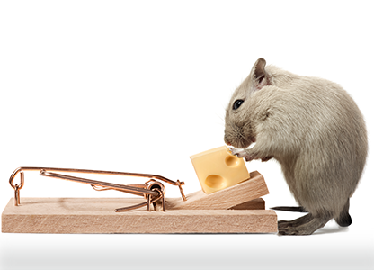 A mouse risking the trapped cheese