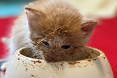 Very young orange kitten eating messily from a food bowl.