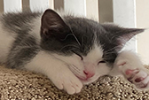 Grey and white kitten asleep on a carpeted stair.