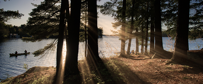 Sunlight shining through trees image