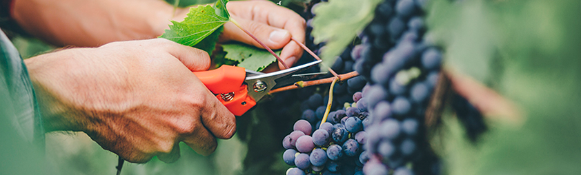 Person cutting purple grapes off the vine