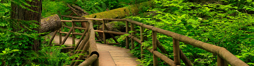 Bridge and forest