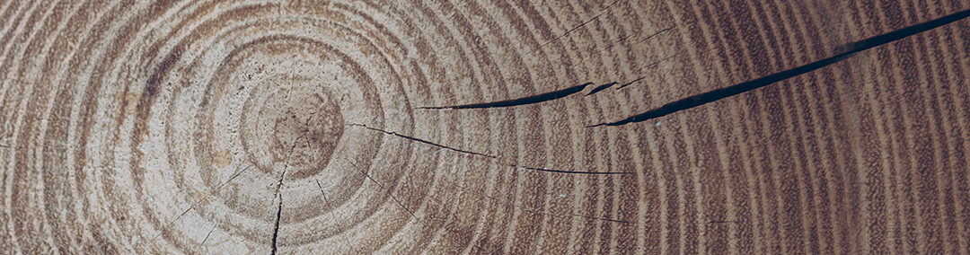 Tree trunk rings